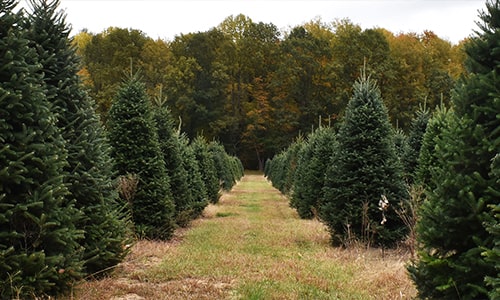 About-Christmas-Farms