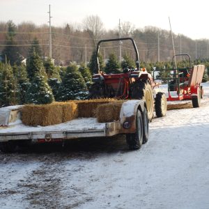 Christmas Farms Trees, Wreaths, Garland