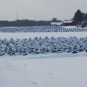 Christmas Farms Trees, Wreaths, Garland