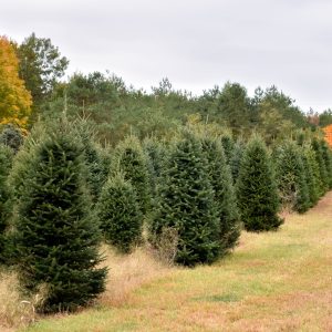 Christmas Farms Trees, Wreaths, Garland