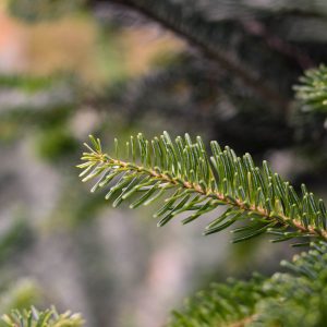 Christmas Farms Trees, Wreaths, Garland