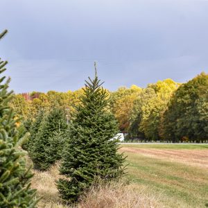 Christmas Farms Trees, Wreaths, Garland