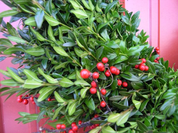 Christmas Farms Boxwood and Berries Wreath