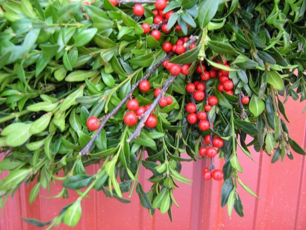 Christmas Farms Boxwood and Berries Wreath