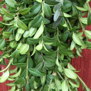 Christmas Farms Garland Premium Boxwood Garland