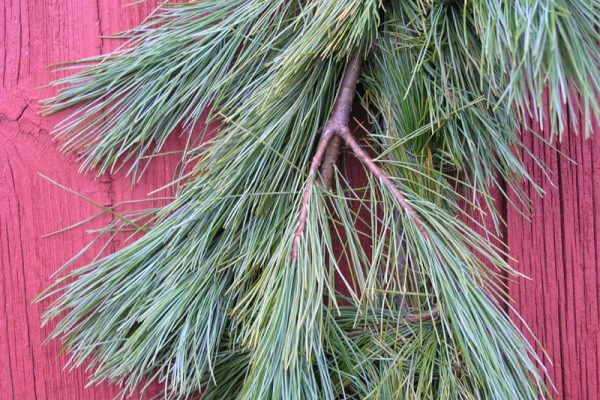 white pine garland